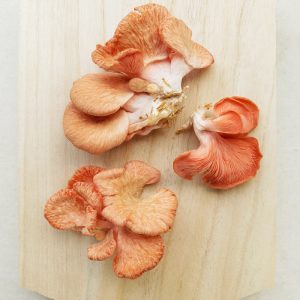 Orange Mushroom