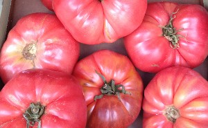 TOMATE ENSALADA 3.85 €/KG